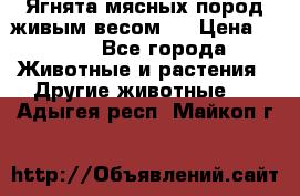 Ягнята мясных пород живым весом.  › Цена ­ 125 - Все города Животные и растения » Другие животные   . Адыгея респ.,Майкоп г.